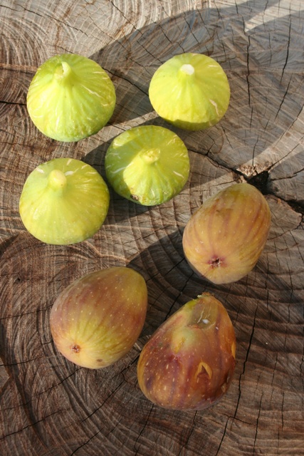 Common and Brown Turkey figs
